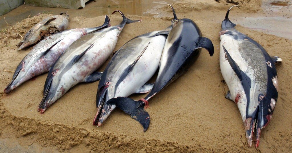 Dead dolphins on a shore of La Tranche sur Mer, on the Atlantic coast, western France. (Cecile Dars, Observatoire Pelagis, CNRS, Universite de la Rochelle via AP)