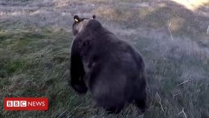 L'Espagne alarmée par les attaques d'ours français sur des moutons