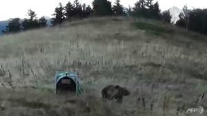 La France et l'Espagne au sommet des ours après les attaques sur des moutons