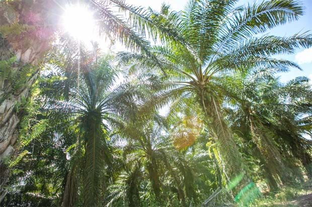 Nous ne sommes pas des ennemis de l'huile de palme, déclare l'envoyé français - Business News