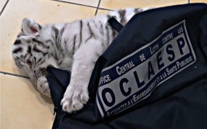 Un homme arrêté en France pour avoir gardé un tigre blanc
