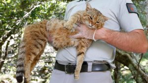 Wildlife rangers from France's National Hunting and Wildlife Office have located 16 of the golden striped 'cat-foxes' in remote areas of the French island of Corsica.