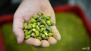 Les agriculteurs français cherchent une bonanza aux pistaches
