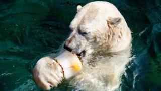 Un ours polaire se refroidit avec des fruits congelés au zoo de Hanovre en Allemagne