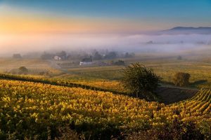 L'ADN montre les plus anciens cépages de France