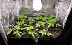 La France exhorte les experts gouvernementaux à légaliser le cannabis et à "reprendre le contrôle" du marché noir