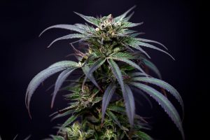 La France n'envisage pas de légaliser le cannabis à des fins récréatives: le ministre | Nouvelles