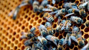 The two victims were stung hundreds of times by the aggressive swarm.