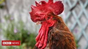 Le coq Maurice dans la bruyante bataille judiciaire française avec ses voisins