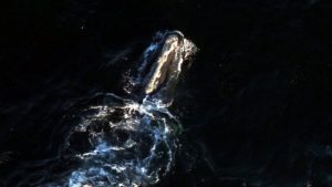 Mogul, baleine franche de l'Atlantique Nord errant au large de la France