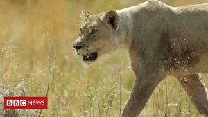 Le scandale des chasseurs français oblige les patrons de supermarchés à démissionner