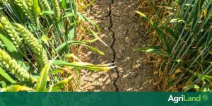 La France demande une avance de 1 milliard d'euros sur la PAC alors que la grave sécheresse se poursuit