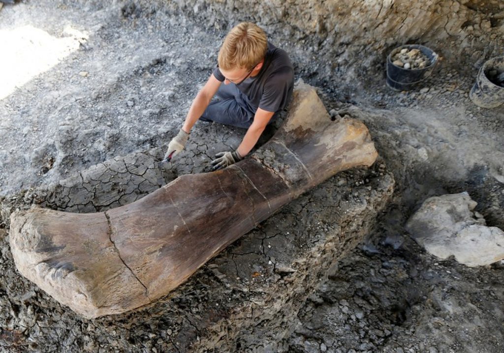 Os de dinosaure géant trouvé dans le sud-ouest de la France | Nouvelles