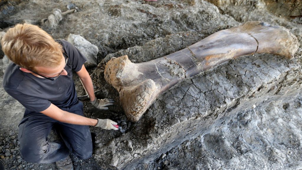 Giant dinosaur bone discovered in southwestern France