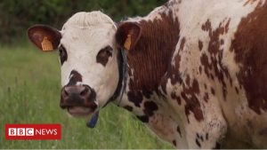 Un mystère entoure la mort d'animaux dans les fermes françaises